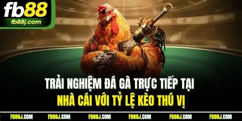 Đá Gà FB88 | Chinh Phục Sảnh Chọi Kê Trực Tiếp Chất Lượng 2 Trải nghiệm đá gà trực tiếp tại nhà cái với tỷ lệ kèo thú vị